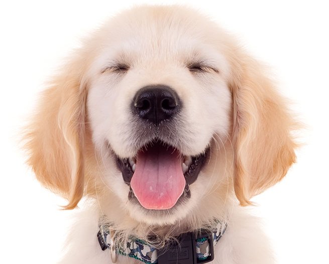 Filhote de golden retriever sorrindo